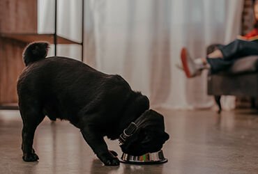 Köpeklerde Yaş Mama Tüketimi